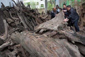 3吨极其珍贵的金丝楠木,为什么将其暴晒6年就成为普通柴火?