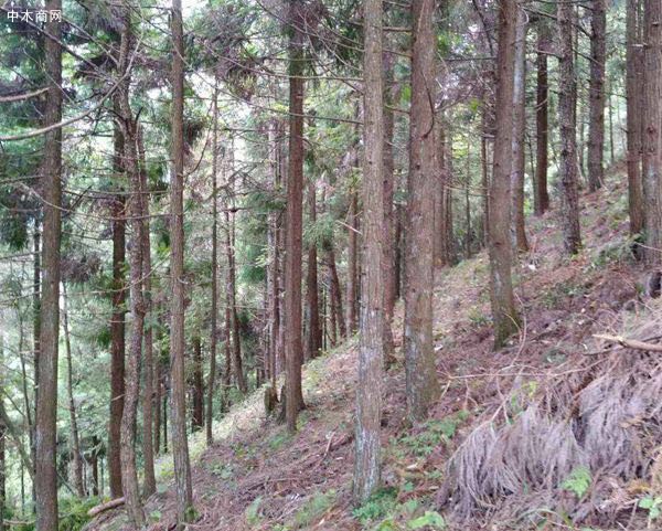 云南香杉木原木原产地直销,价格便宜