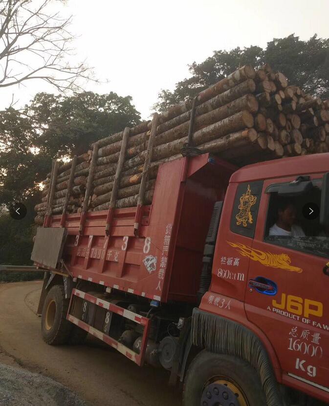 云南西南桦木原木原产地直销,价格便宜图片