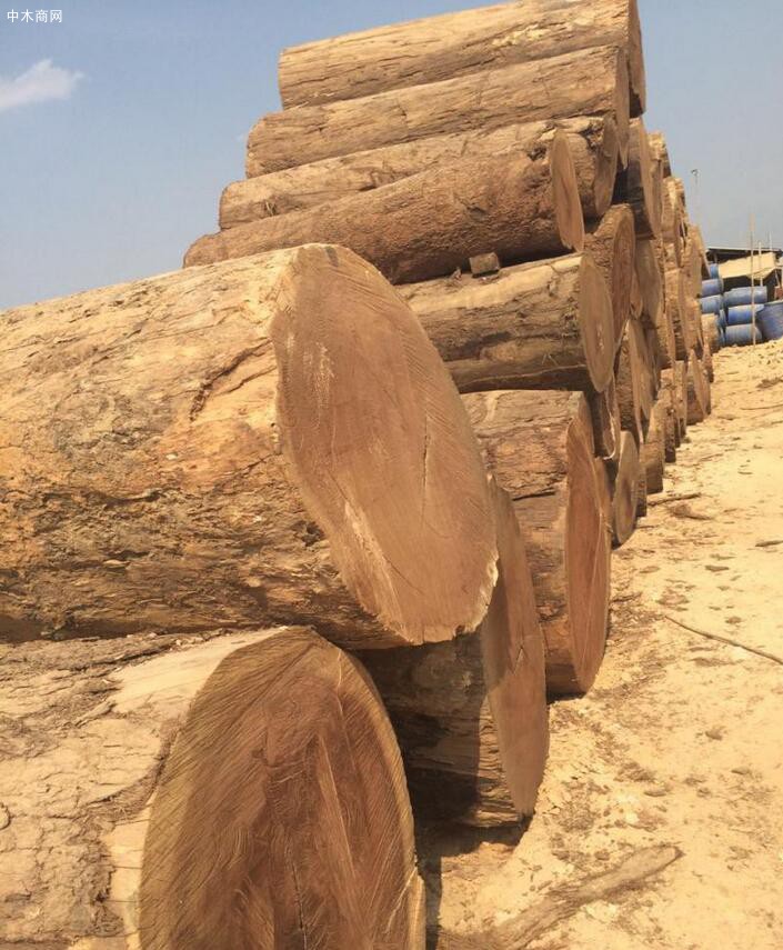 四川金丝楠木原木材料厂家批发价格