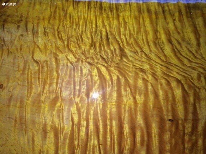 普洱市思茅区森鸿木制品厂金丝楠大板高清图片