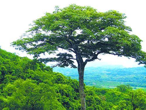 油楠柴油树木-热带雨林储油库