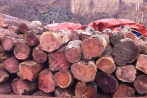 昆明德林红木红豆杉原木板材高清图片