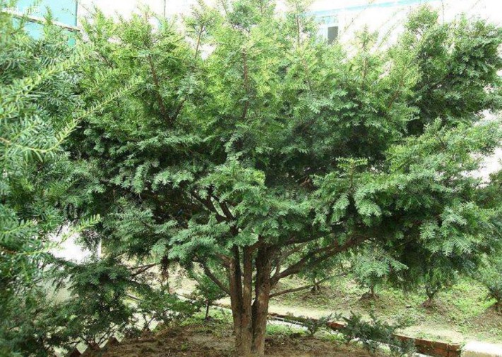 红豆杉木头主治功效与作用有哪些