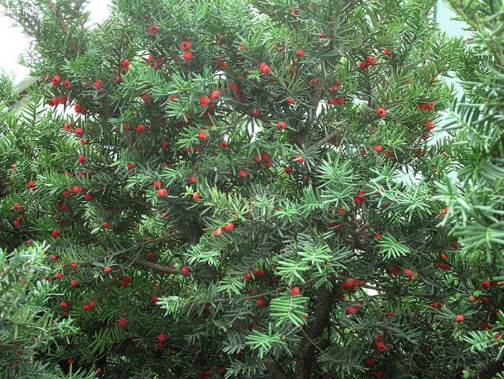 红豆杉中含有大量的鞣质