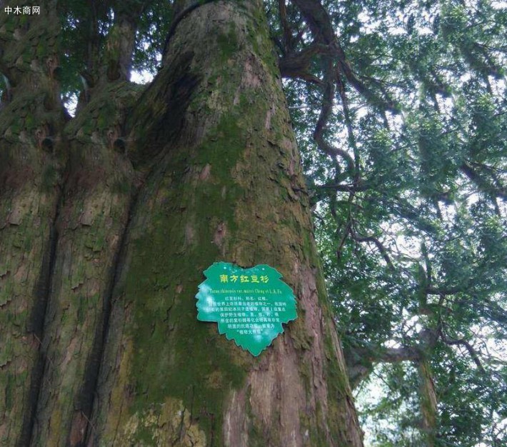 红豆杉木头各部位的药用价值
