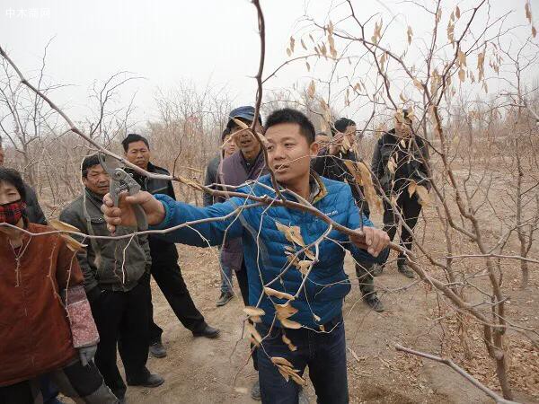 枣树修剪技术?要想枣树早结果幼树修剪很重要!夏为主冬为辅产品