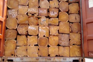 大量出口塞拉利昂刺猬紫檀原木一手红木原材料货源