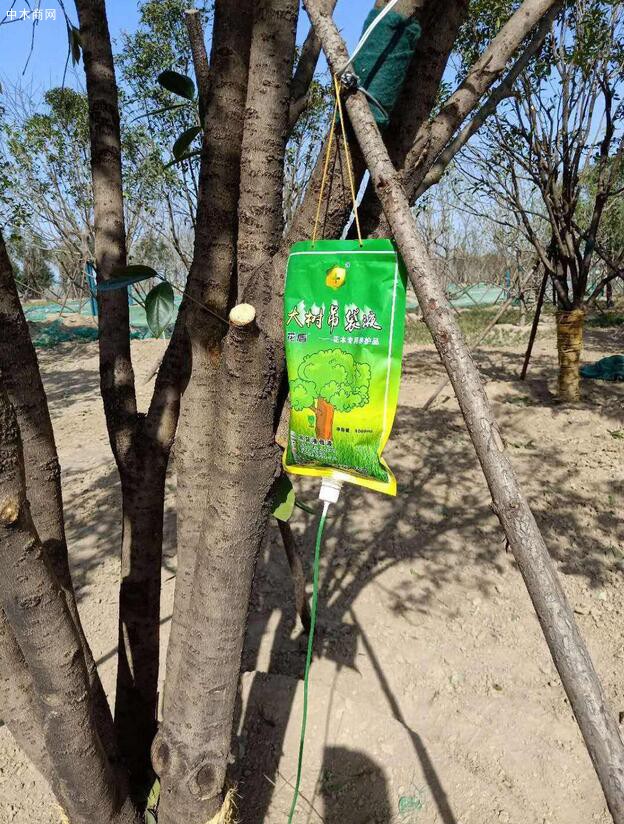 郑州苗木专用树干增粗液,促进植株快速均衡生长增粗液