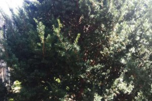 红豆杉大树苗木,红豆杉绿化苗木图1