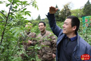 青花椒树里彰显浓浓爱民情,雁江区人武部打通扶贫“最后一公里”