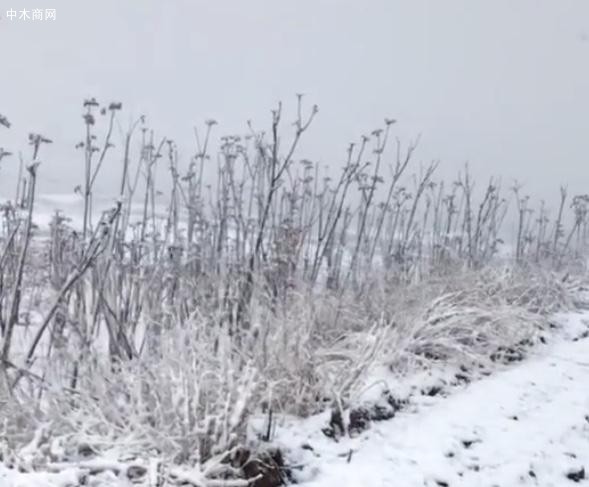 山东潍坊四月飘雪,刚冒芽的香椿树遭了殃？