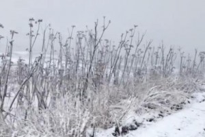 山东潍坊四月飘雪,刚冒芽的香椿树遭了殃？