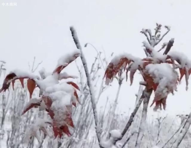 山东潍坊四月飘雪,刚冒芽的香椿树遭了殃厂家