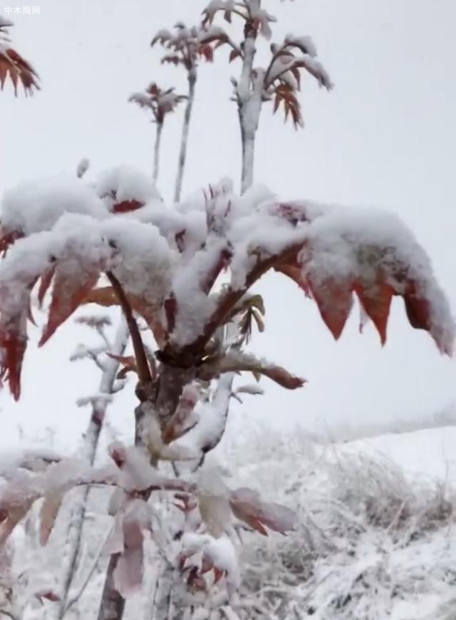 山东潍坊四月飘雪,刚冒芽的香椿树遭了殃图片