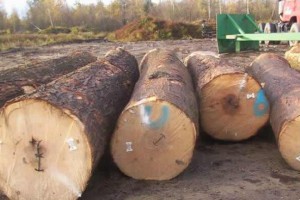加拿大枫木原木原产地直销