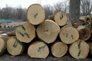 加拿大橡木原木原产地直销
