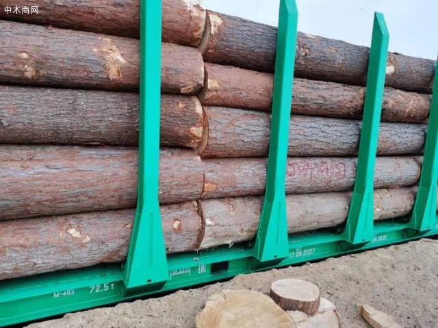 俄罗斯红松原木,长度六米,直径40公分