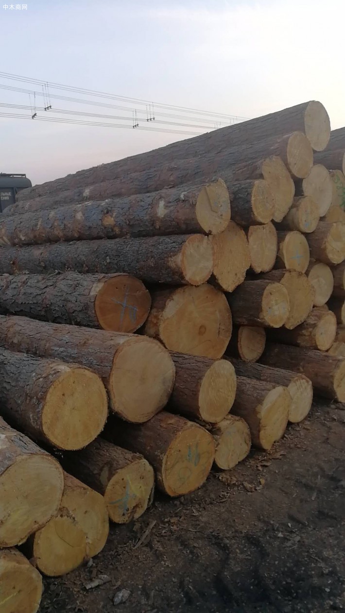 俄罗斯红松原木,长度六米,直径40公分厂家