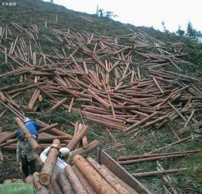 1-2月国内原木和锯材进口量降幅超两成！