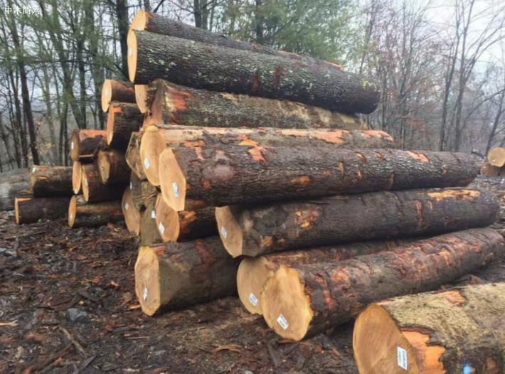 美国进口白蜡木原木木材厂家直销