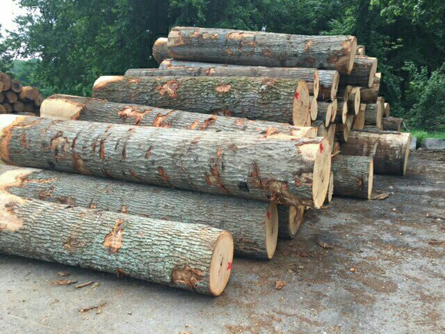 宾州红橡木原木厂家直销价格