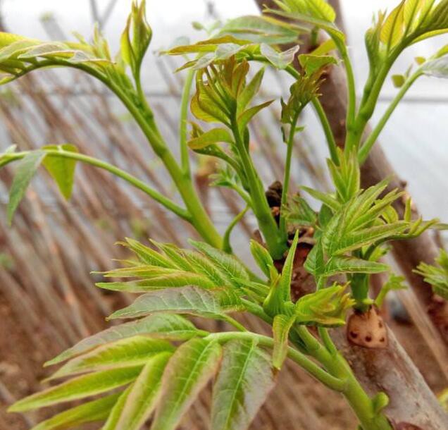 网传红香椿芽比绿香椿芽营养价值更高