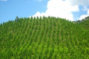 湖北省分区施策推进造林绿化工作