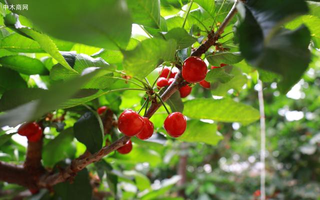 为什么大兴庄的樱桃品质和产量不受疫情影响图片