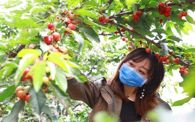为什么大兴庄的樱桃品质和产量不受疫情影响价格