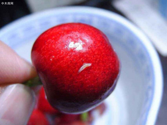 有虫子的樱桃还能吃吗
