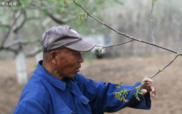 安师傅在检查发出的嫩芽