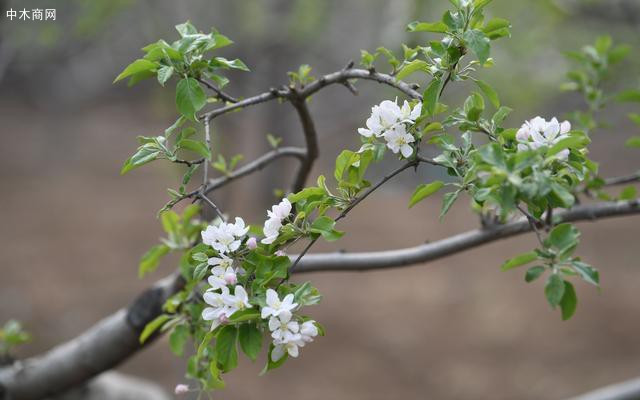 苹果树开花晚，刚刚进入花期