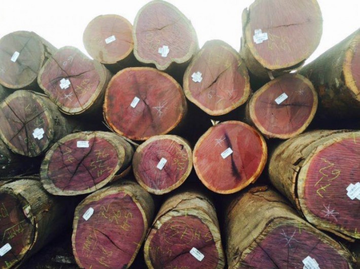 张家港原木板材走货是平常的1/3至1/4