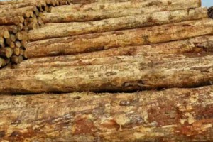 当前新冠病毒疫情新西兰木材行业无法正常运转