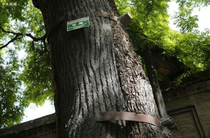 北京市古树名木保护管理条例