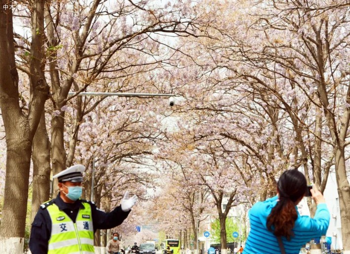 北京这条路上:泡桐树花招来了拍客,拍客招来了交警