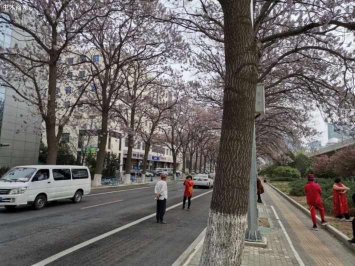 北京这条路上:泡桐树花招来了拍客,拍客招来了交警图片