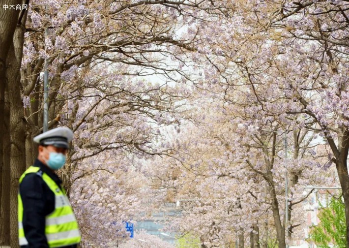 北京这条路上:泡桐树花招来了拍客,拍客招来了交警价格