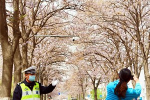 北京这条路上:泡桐树花招来了拍客,拍客招来了交警