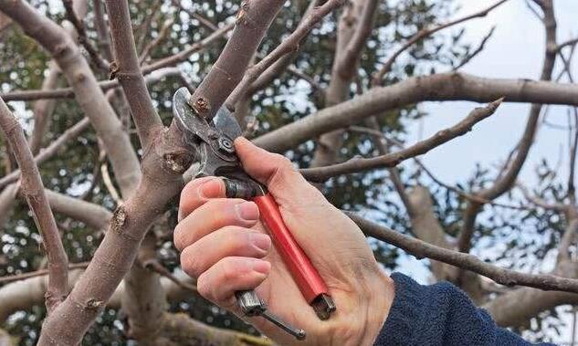 苹果树冬剪,你还是无从下手?理清这3大问题,每一剪都心里有数