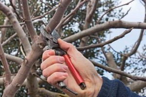 苹果树冬剪,你还是无从下手?理清这3大问题,每一剪都心里有数