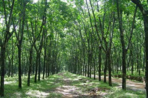 橡胶木原木原产地批发