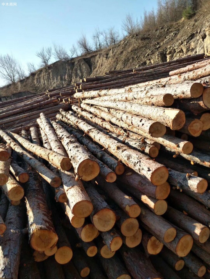 黑龙江针叶林原木材,打桩材厂家直销图片
