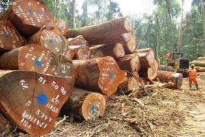 喀麦隆木材加工订单少，合同交付延迟现象增多