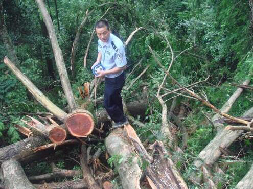 广东将重点打击非法采伐及扰乱正常木材流通秩序的行为