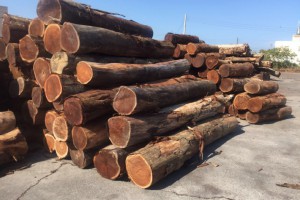 2020年根据海关统计数据显示一季度原木,锯材进口同比双降