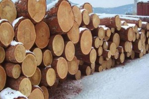 木材有哪些基本性质特点?