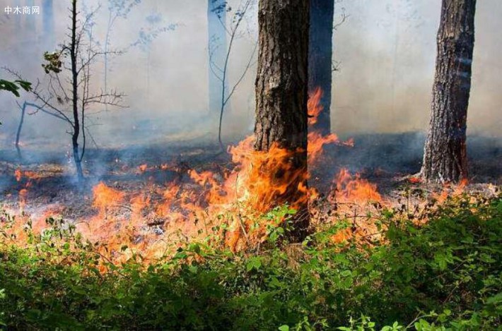 俄罗斯一周之内扑灭1201起森林火灾