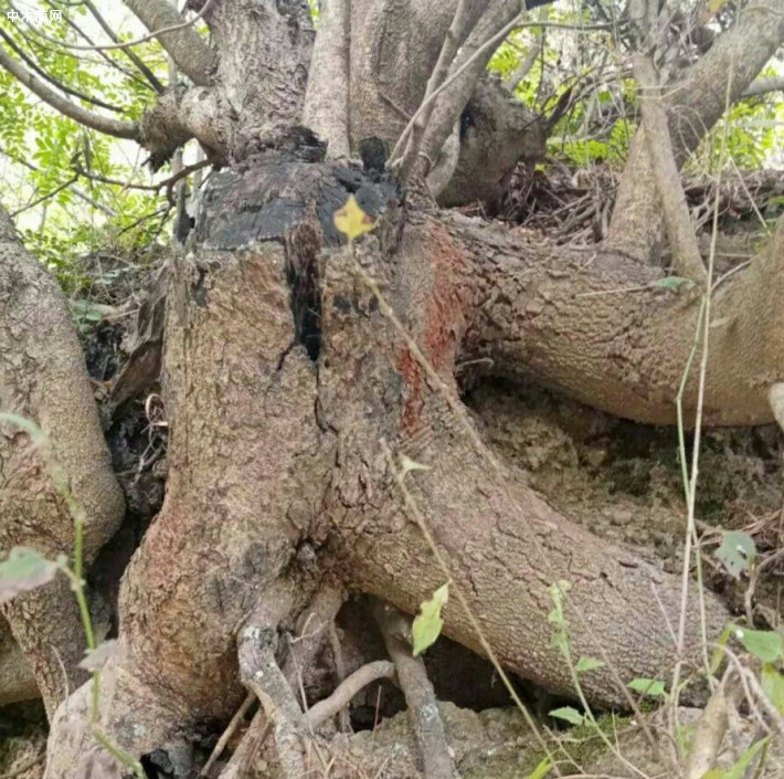 云南清香木原木下山桩批发价格